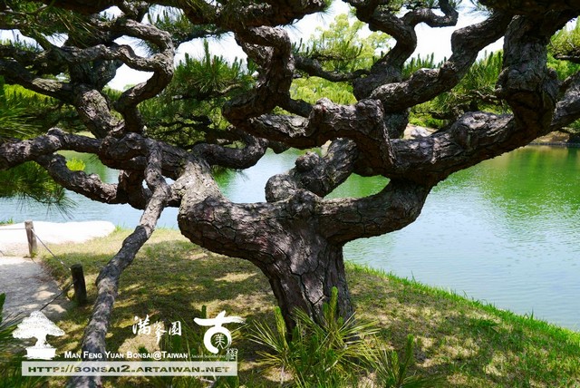 古美樹滿峯園日本庭園栗林公園