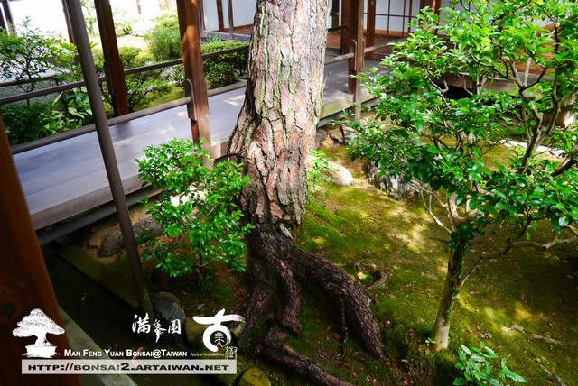 古美樹滿峯園日本庭園智積院