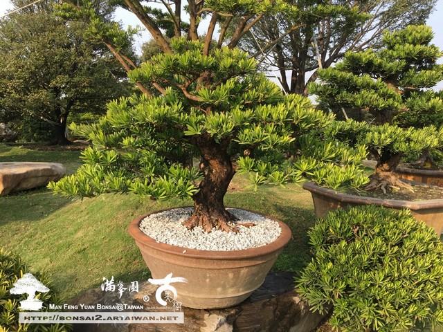 62686 026 [羅漢松]唯有把時間花在值得地方，才顯珍貴 頂級盆栽