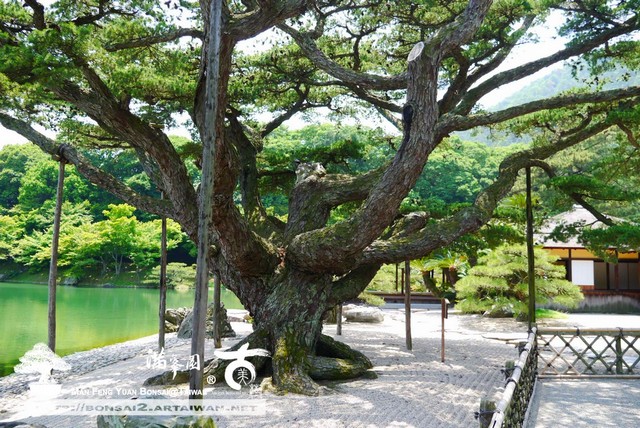 古美樹滿峯園日本庭園栗林公園