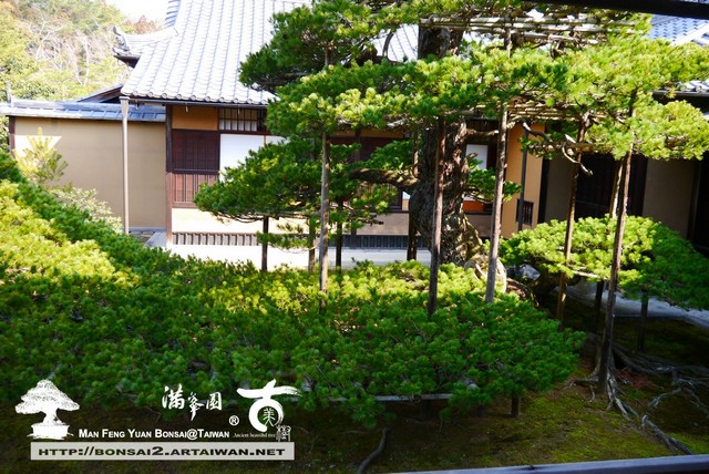 古美樹滿峯園金閣寺日本庭園