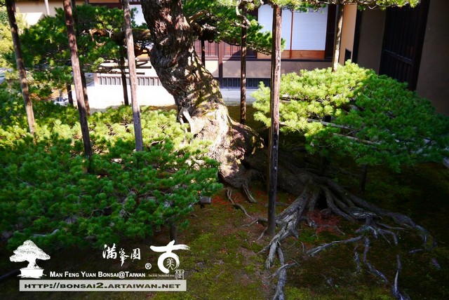 古美樹滿峯園金閣寺日本庭園