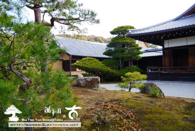 古美樹滿峯園金閣寺日本庭園