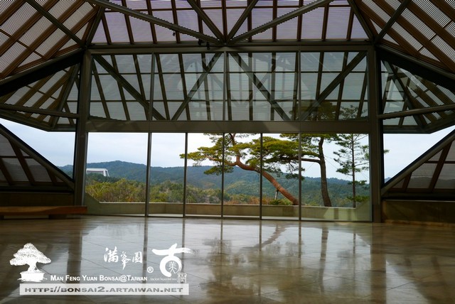 古美樹滿峯園庭園窗景羅漢松