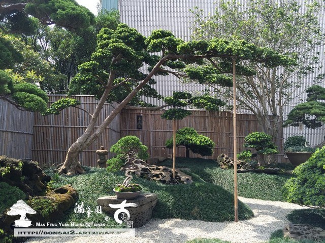 IMG 5736 [羅漢松]盛開(1) 我們的作品(Our Design)