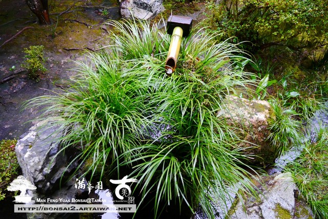 古美樹滿峯園日本庭園三千院