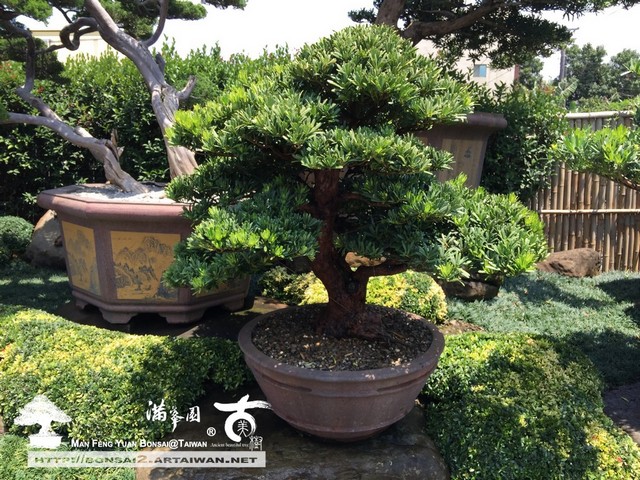 古美樹滿峯園羅漢松新芽盛開