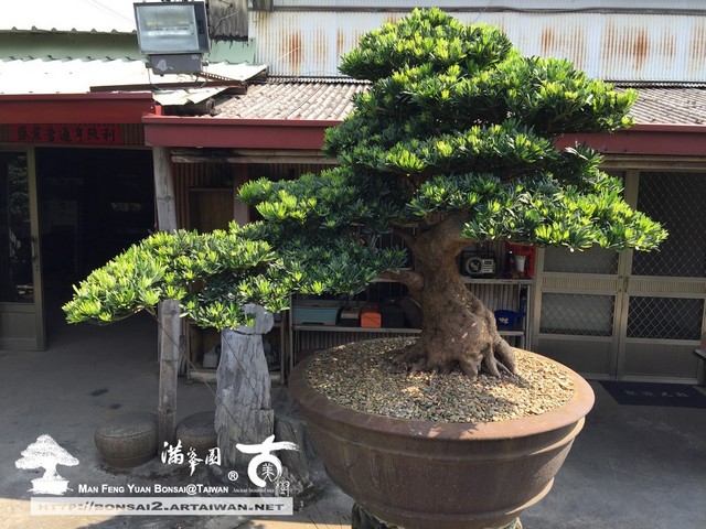 古美樹滿峯園羅漢松新芽盛開