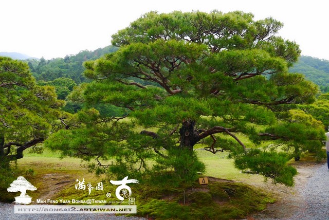 古美樹滿峯園日本庭園修學院