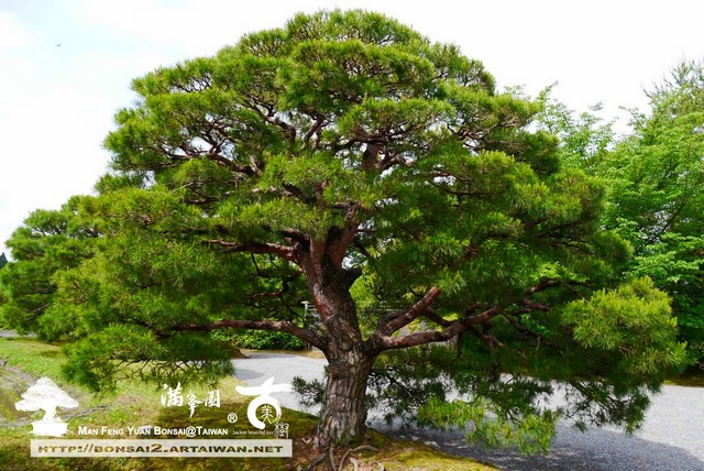 古美樹滿峯園日本庭園修學院