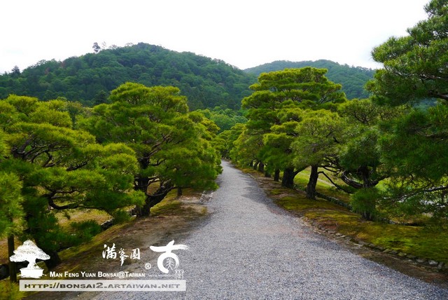 古美樹滿峯園日本庭園修學院