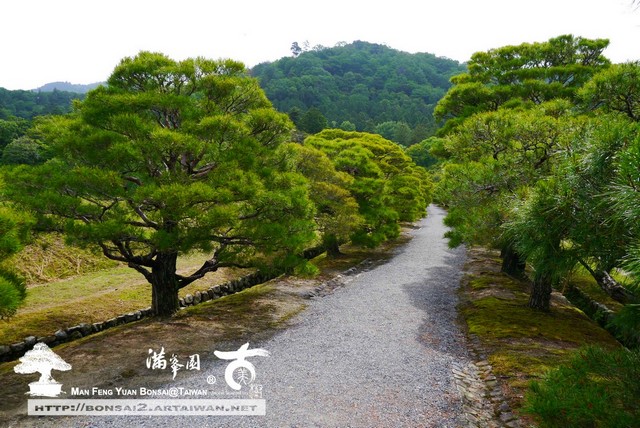 古美樹滿峯園日本庭園修學院
