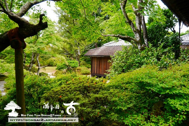 古美樹滿峯園日本庭園修學院