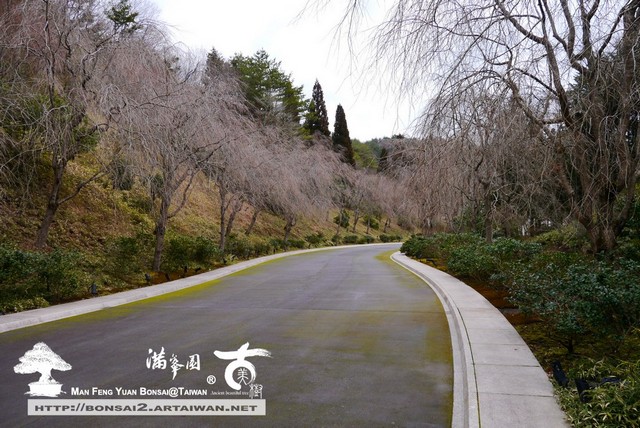 日本庭園MIHO美術館古美樹滿峯園