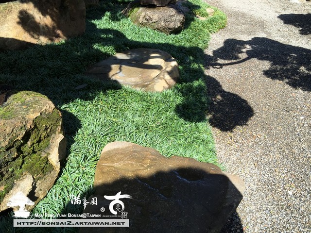 古美樹滿峯園羅漢松真柏