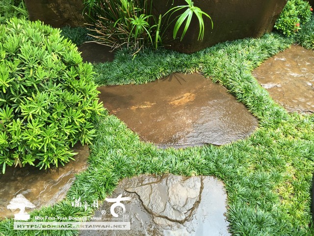 古美樹滿峯園羅漢松真柏