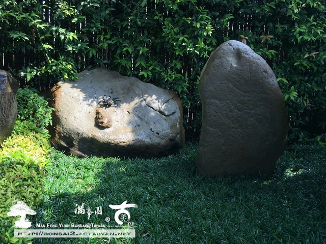 古美樹滿峯園羅漢松真柏