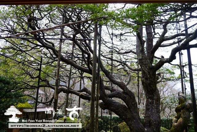 古美樹滿峯園日本庭園宝泉院