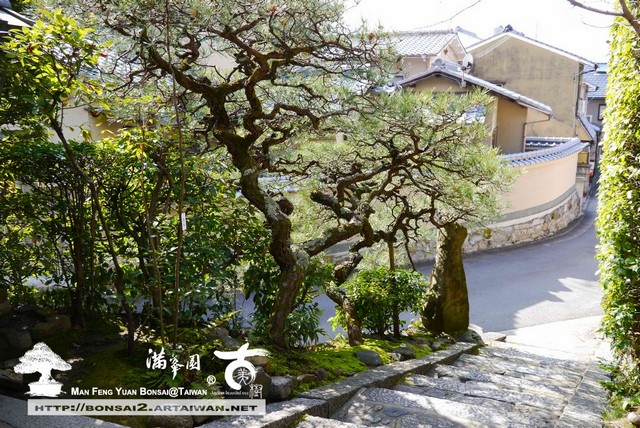 滿峯園古美樹日本庭園金福寺