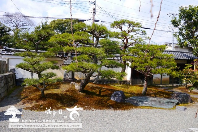 滿峯園古美樹日本庭園妙顯寺