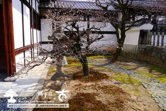 滿峯園古美樹日本庭園妙顯寺