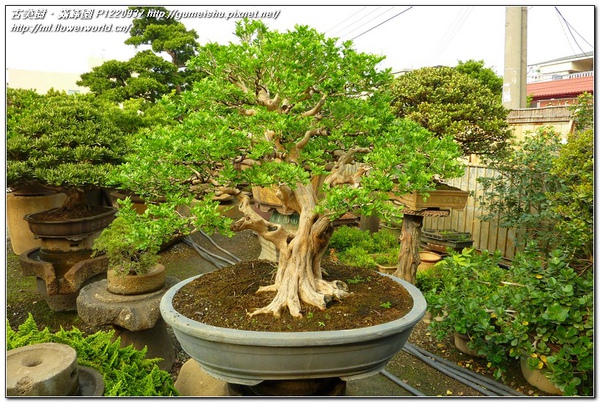 0031c normal 0e45cbd4ed55e6fb78a77869d232cde9 超成品模樣木~珍藏七里香盆景~#11010302~剔葉後二個月更新 七里香(Common jasmine orange)