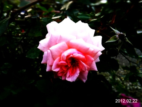 00370 20120222 173542 薔薇@2012/2/22 盆栽樂趣(Travel)