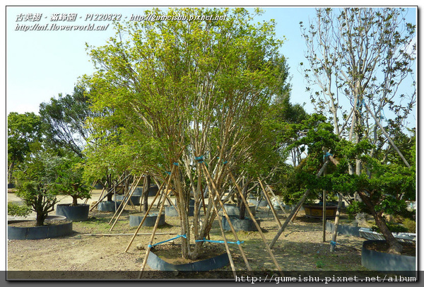 0045e normal fe426323d9137ab8e46c5eccb41555d3 超大型庭園樹~嘉寶果(Jaboticaba)~#11022501 開花