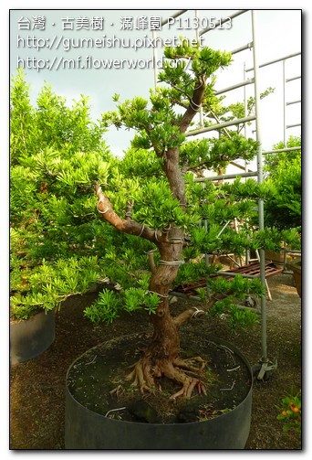 00d65 4aefddec24f018756eb23f31f2872564 超級羅漢松素材~#10041102~第一次整枝作業(二個月後更新) 素材(Material)