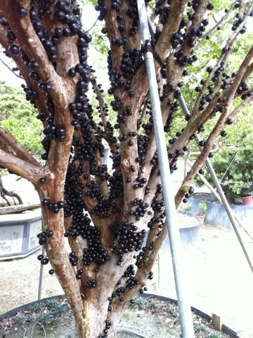 00dfb 20120320 134646 樹葡萄@2012/3/20 嘉寶果樹(Jaboticaba)