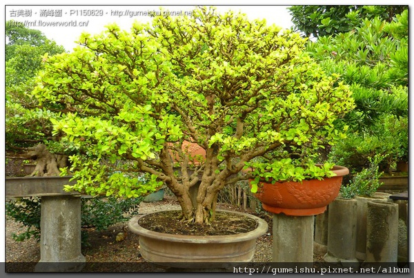 0180a normal d5815a1aaa18677ac13afe66b93d7367 花果盆栽~西印度櫻桃~#10092301 開花