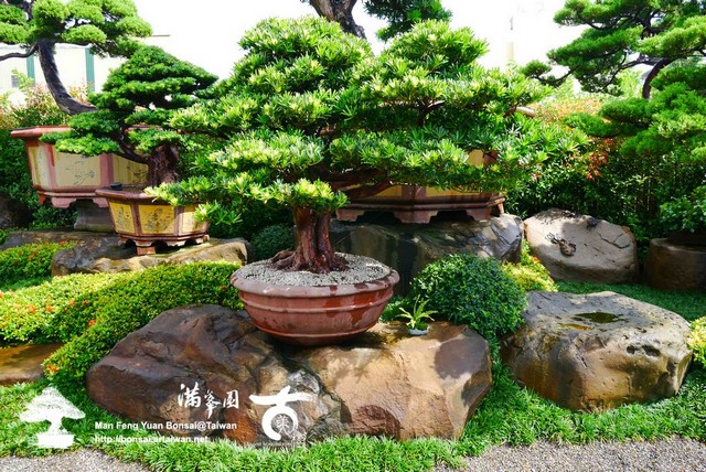 01c5a p1310361 大型羅漢松盆景