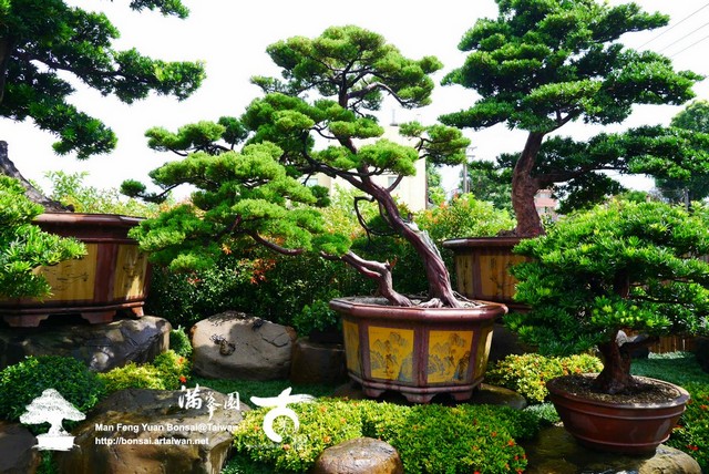 02919 p1310371 雅致の風格．真柏 大型庭園樹專區(Garden Tree)