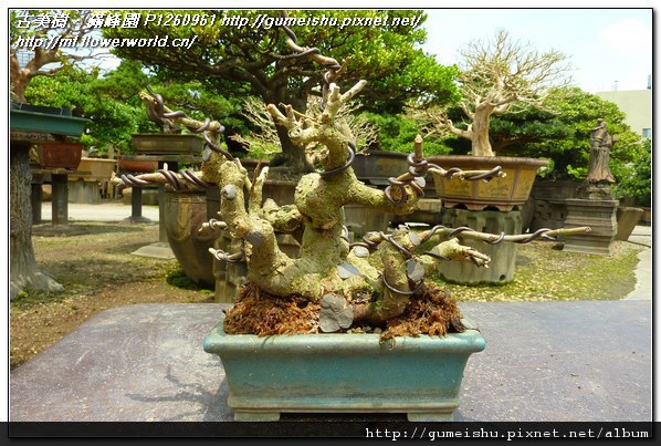 03f48 1b500672f50a4d21be273419a5b4389a 小品盆栽~毛榕(岩榕)~超壯體~#11041601 素材(Material)