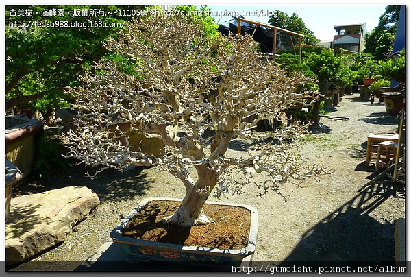 043d9 4d0ddb041dc02d7268782833ebcde88b 花果盆栽~台灣九重葛盆景~#10040101 開花