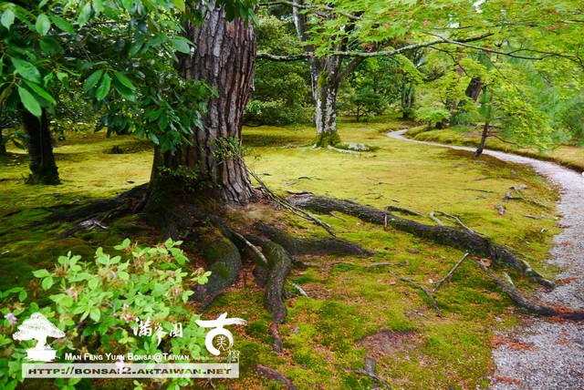 05582 p1230733 [日本庭園]優雅の庭園．修學院離宮(1) 日本庭園