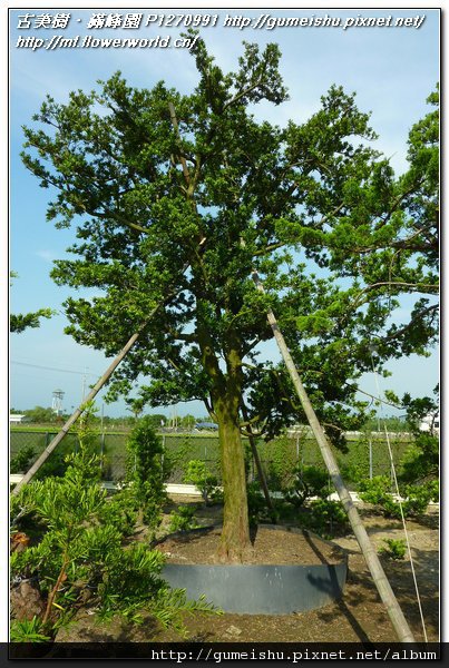 059bd e812dcb46889a2afcf4667ee7d3c76be n 超大型庭園樹~蘭嶼羅漢松~#110504 素材(Material)