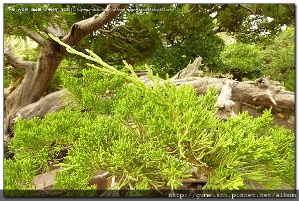 05e8f 4bec8adc869d8 收藏專區~大型庭園真柏~梳葉作業 收藏專區