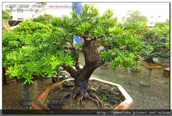 0897a normal 422b29245222938a5d6dd3818c865f8c 蘭嶼羅漢松~#10101201~纏線整枝作業 整枝