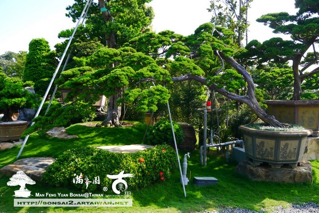 08b9d p14303881 2 [真柏]飄雅 大型庭園樹專區(Garden Tree)