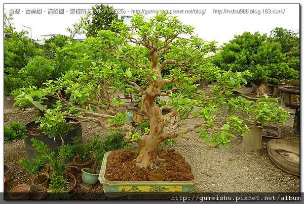 09353 0b05a41482f5a5c9fcdec95142921546 花果盆栽~芭樂~剔葉與換土作業~#10052501~(No.2~換土作業) 花果盆栽(The flower bonsai)