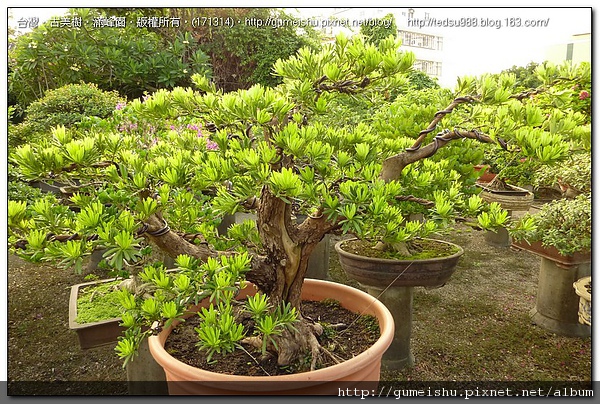 09e0e 03bc2dc8521b43b605d9749062e8c2b7 大型盆栽~實生羅漢松整枝作業~#10042902~作業後一個月更新 大型盆栽(Grand Bonsai)