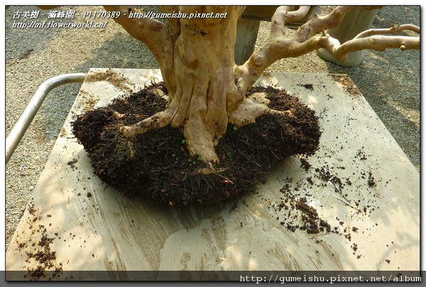 0c631 normal aa8ce5e66d0aa84b298e8703e0e99358 花果盆栽~台灣土芭樂~10042103~日常管理No.1~換土作業 花果盆栽(The flower bonsai)