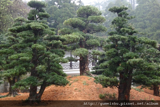 0c98e 4bb66d660fcf7 (轉載)南嶽福嚴寺迎來十八棵羅漢松 增添幾絲禪韻 盆栽樂趣(Travel)