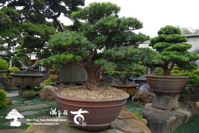 0ddbf p1210284 大型羅漢松盆景(Podocarpus costalis)
