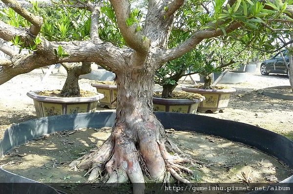 0dedb 4bba7406c82af 羅漢松大盆栽~培養素材 素材(Material)