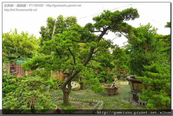 0ec42 normal 04a18c8ede4c2a81f234c42882aa92c2 超大型庭園樹~台灣真柏~#10100401 大型庭園樹專區(Garden Tree)