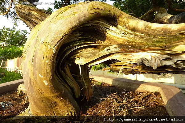 0ff15 4bd0dae049008 超大型盆栽~台灣真柏~扁化扭轉~#10042301 大型盆栽(Grand Bonsai)