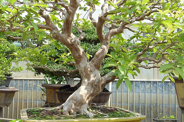 10cd8 4bbbc21e1a62c 花果盆栽~台灣原生土芭樂~#10040701 盆栽(Bonsai)