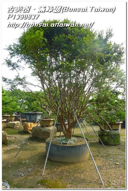 12776 p1390837 大型庭園樹(Garden tree)~嘉寶果樹(Jaboticaba)~#11091801 嘉寶果(Jaboticaba)